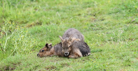 Young Mara (Dolichotes)