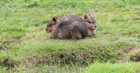 Fototapeta premium Young Mara (Dolichotes)