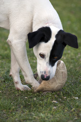 Fototapeta premium CANE BIANCO E NERO CHE GIOCA A PALLA