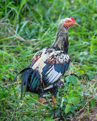 Gamecocks in the garden