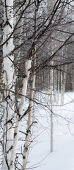White Birch against white snow