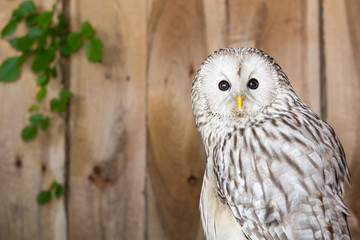 Ural Owl