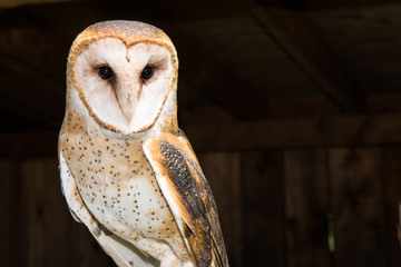 Barn Owl