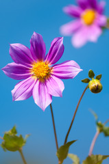 Sommerblumen, Dahlienblüte vor blauem Himmel
