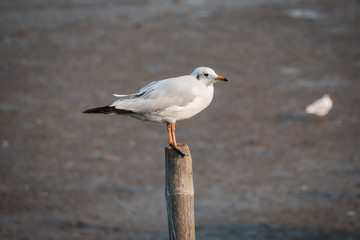 Seagull standing on a timber