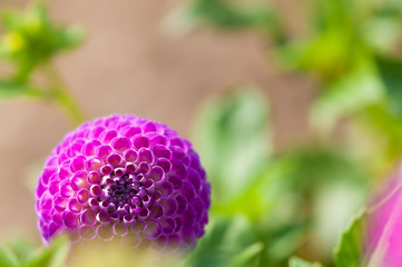 Violette Pompon-Dahlie, Dahlia, Sommerblumen, Grußkarte