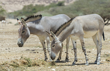 Naklejka na ściany i meble Somali wild ass (Equus africanus) in nature reserve