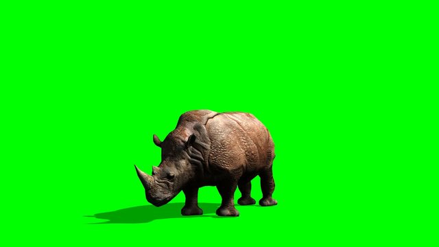 Rhino graze - green screen