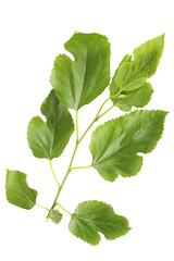 Beautiful green twig isolated on white