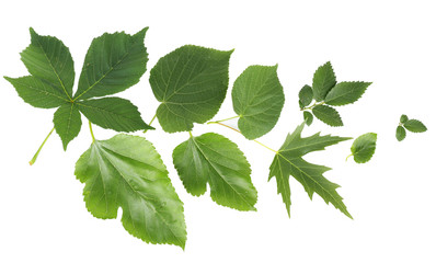 Green leaves isolated on white