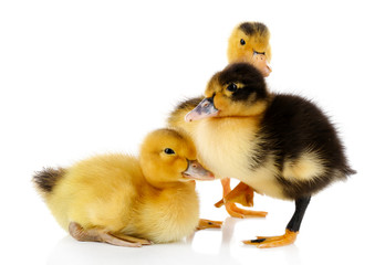 Little cute ducklings isolated on white