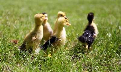 Little cute ducklings on green grass, outdoors