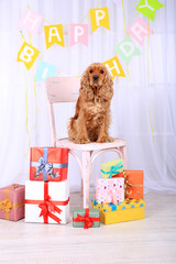 English cocker spaniel and birthday
