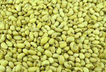 seedling   on background