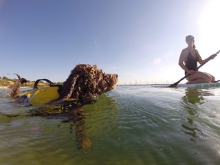 woman on stand up paddle board with her swimming dog © Jodie Johnson