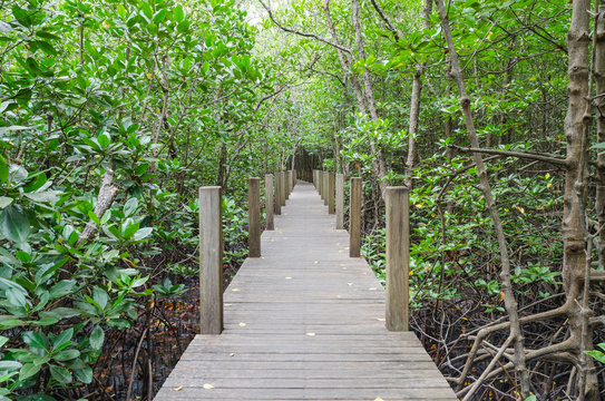 Fototapeta Wooden pathway in mangrove forest ,chanthaburi thailand