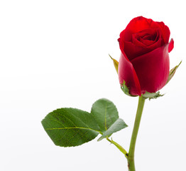 Fototapeta premium Red rose