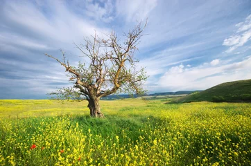  Old tree in spring meadow © GIS