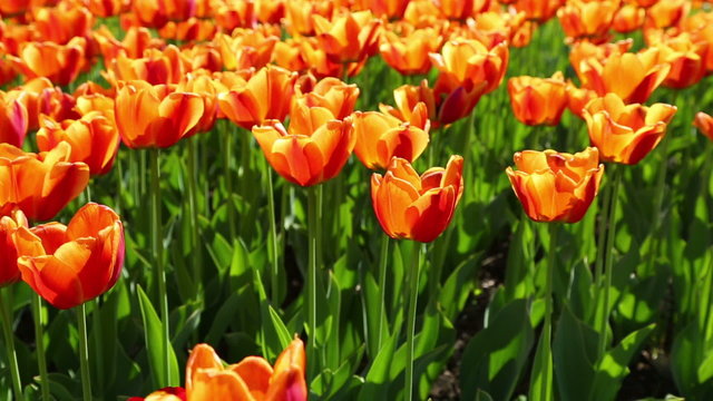 field of orange tulips blooming - slider dolly shot 