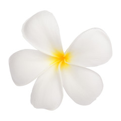 Naklejka na ściany i meble Close up of white frangipani flower or Leelawadee flower on whit