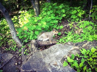 Obraz premium Squirrel in the park