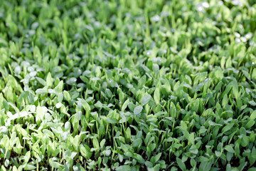 背景　発芽した新芽