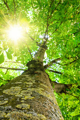 Märchenhafter Baum im Morgenlicht :)