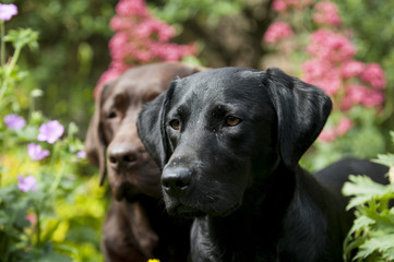 labradors in the garden