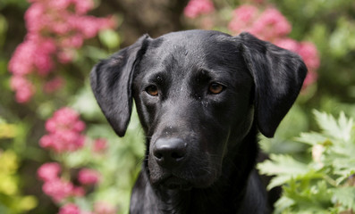 beautiful labrador puppy