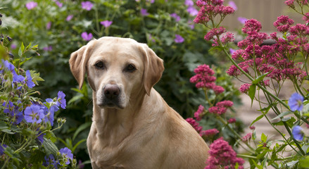 pretty garden and labrador