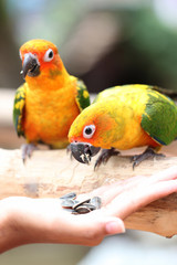 parrot is eating foods.