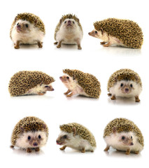 Hedgehog isolate on white background © evegenesis