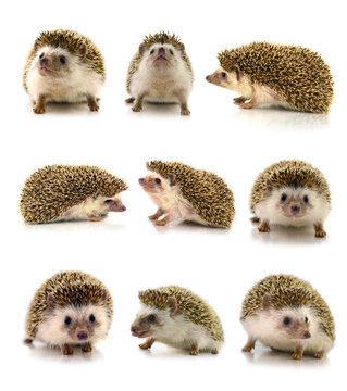 Hedgehog isolate on white background