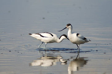 avocetta (Recurvirostra avosetta)
