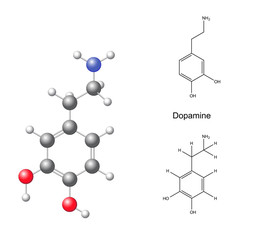 Structural chemical formulas and model of dopamine