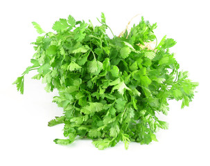 Coriander isolated on white
