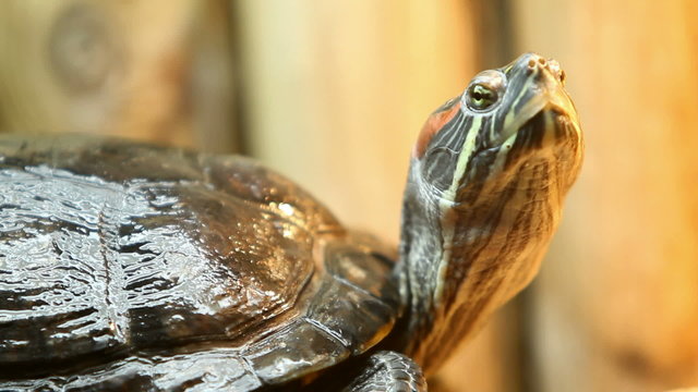 Turtle breathing
