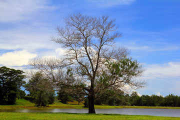 Obraz premium Old tree alone in the landscape