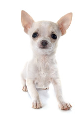 puppy chihuahua