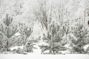  snow covered trees