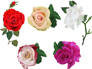 collection of five color roses on white