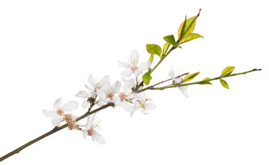 blooming spring cherry tree isolated branch