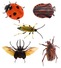 five isolated bugs collection