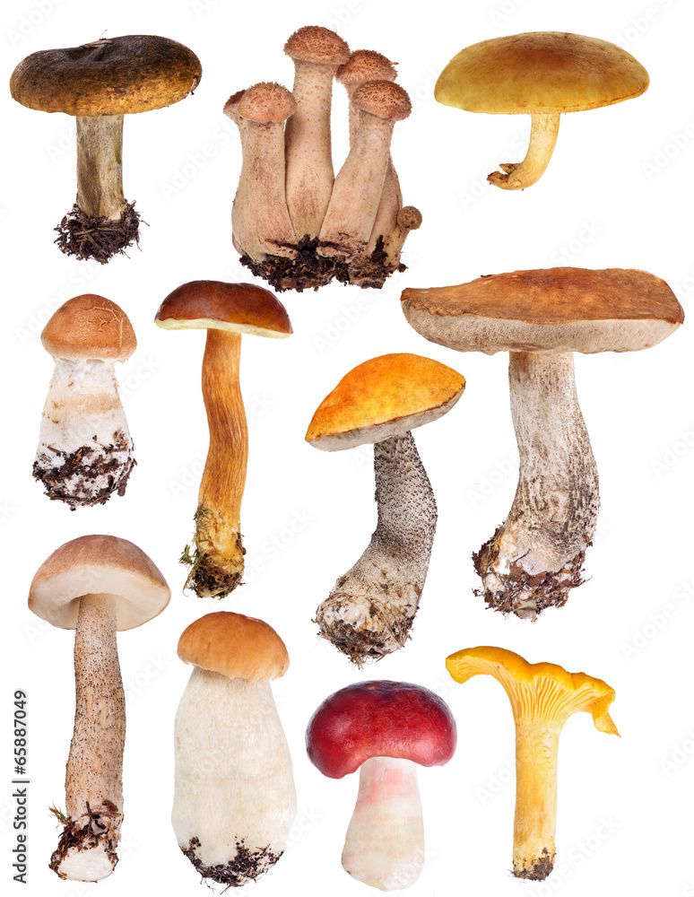 Poster set of eleven edible mushrooms isolated on white