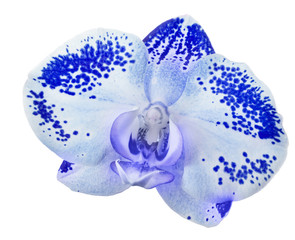 single blue orchid in dark spots on white