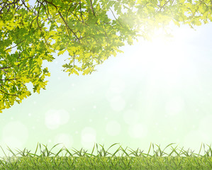 Obraz na płótnie Canvas green oak foliage and grass at sunlight