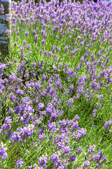 Lavender Flowers field