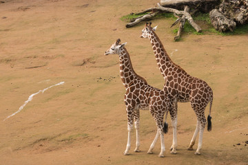 Fototapeta na wymiar aerial view of giraffe calves