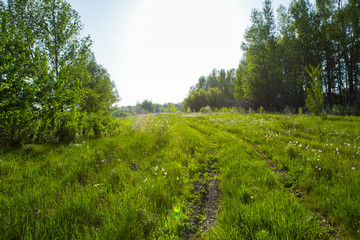 field on sunset