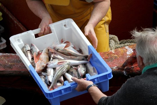 Fototapeta arrivage de poissons au port de pêche,bretagne